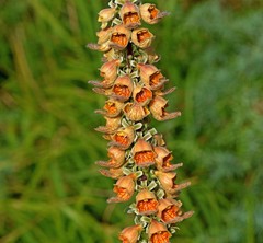Digitalis ferruginea