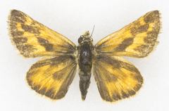 Ochlodes sylvanoides omnigena