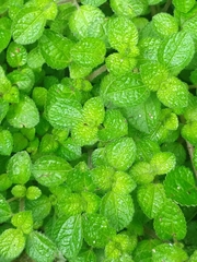 Pilea nummulariifolia