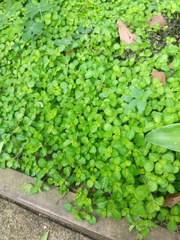 Pilea nummulariifolia