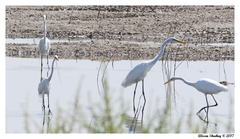 Ardea alba