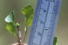 Viola cleistogamoides