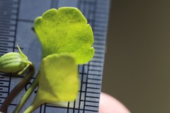 Viola cleistogamoides