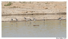 Himantopus mexicanus