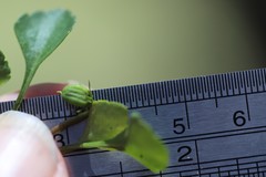 Viola cleistogamoides