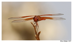 Libellula saturata