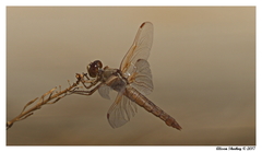 Libellula saturata