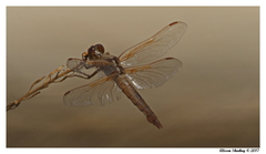 Libellula saturata