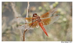 Libellula saturata