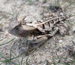Phrynosoma taurus