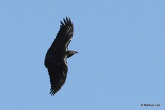 Corvus rhipidurus
