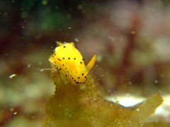 Crimora lutea