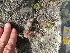 Maihueniopsis ovata