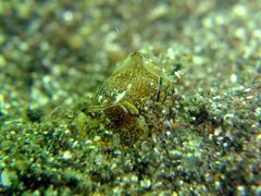 Philinopsis speciosa