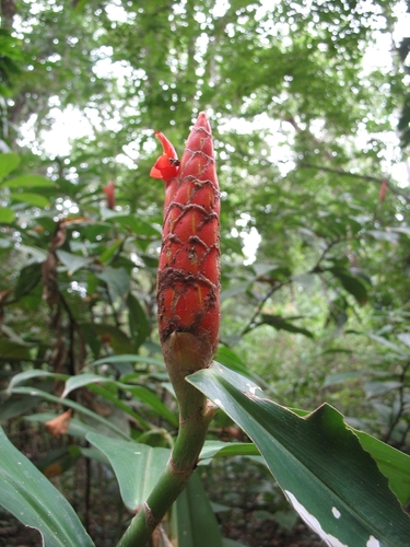 Spiral ginger (Costus pulverulentus)