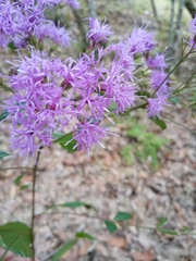 Vernonanthura cronquistii