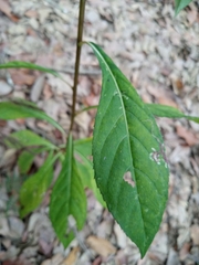 Vernonanthura cronquistii