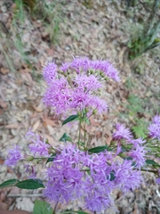 Vernonanthura cronquistii