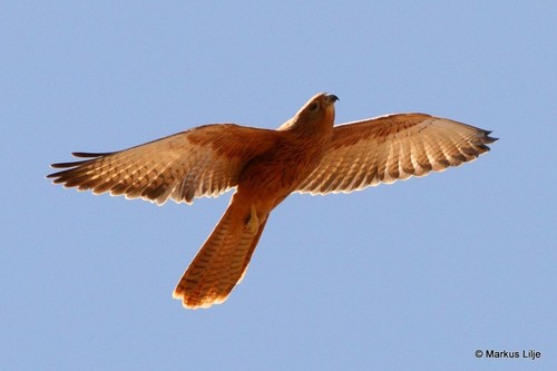 Fox Kestrel