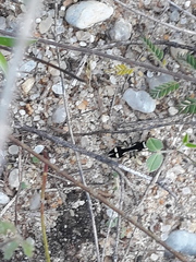 Traumatomutilla indica