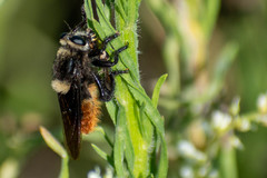 Mallophora ruficauda