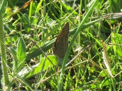 Paryphthimoides poltys