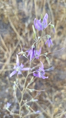 Conanthera