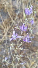 Conanthera