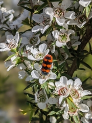 Castiarina crenata