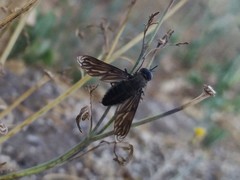 Macrocondyla lugubris