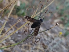 Macrocondyla lugubris