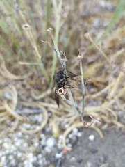 Macrocondyla lugubris