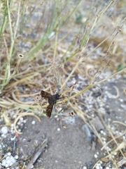 Macrocondyla lugubris