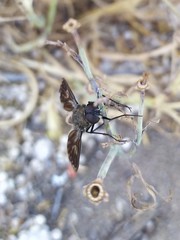 Macrocondyla lugubris