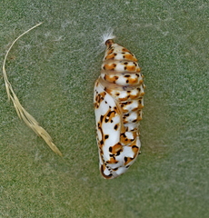 Melitaea trivia