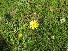Ranunculus peduncularis