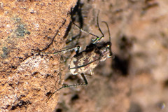 Cylindera apiata