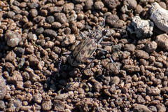 Cylindera apiata