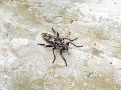 Andrenosomatini