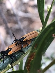 Rhinotia venusta