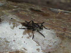 Andrenosomatini