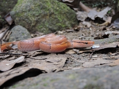 Oreocryptophis porphyraceus