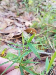 Dichanthelium patulum