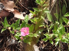 Oenothera deserticola