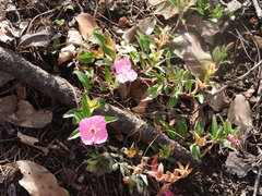 Oenothera deserticola