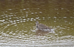 Tringa semipalmata semipalmata