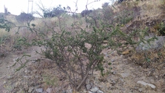 Adesmia confusa