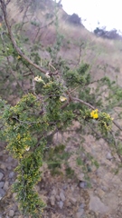 Adesmia confusa
