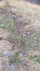 Adesmia confusa