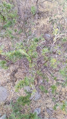 Adesmia confusa